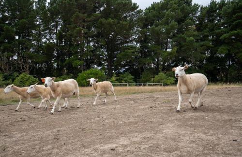 Balnarring House | Country Home Stay, Animals, 2 Properties Sleeps 15