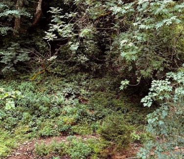 Likani Villa | Cozy house in the forest