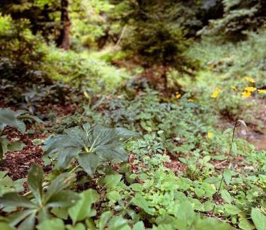 Likani Villa | Cozy house in the forest