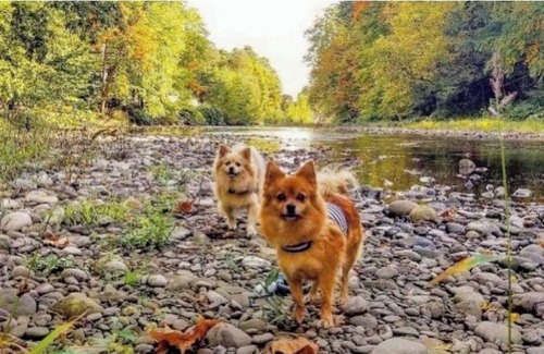 Tunkhannock Apartment | Creekside Getaway in The Trees