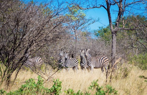 Bulawayo Cabin | Dakeni Game Farm