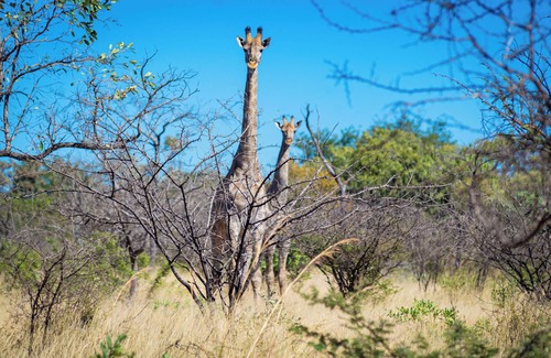 Bulawayo Cabin | Dakeni Game Farm