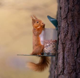 Spittal of Glenshee House | Dalmunzie Castle Hotel