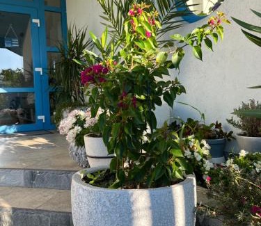 Maliuc House | Delta Blue