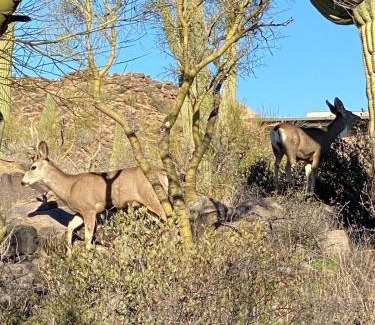 Tucson House | Desert Retreat -Quiet-Mountain views-hiking-golfing