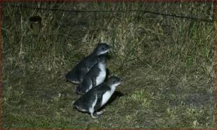 Bicheno Resort | Diamond Island Resort, Restaurant & Bar and Penguin Show
