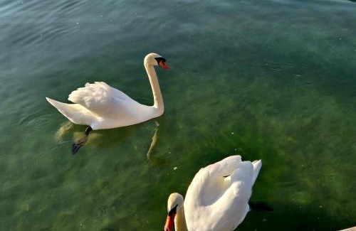 Senec Apartment | Domček na vode č 5