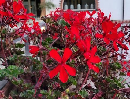 Policastro Bussentino Bed & Breakfast | Domus Olea
