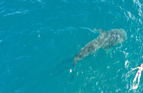 Mafia Island Bed & Breakfast | Dream,Explore,Discover mafia island home to whalesharks