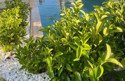 Iskele Mahallesi Villa | Dreamy House with Private Pool in Urla, Izmir