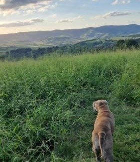 Ingoldsby Other | Echoes in the Valley