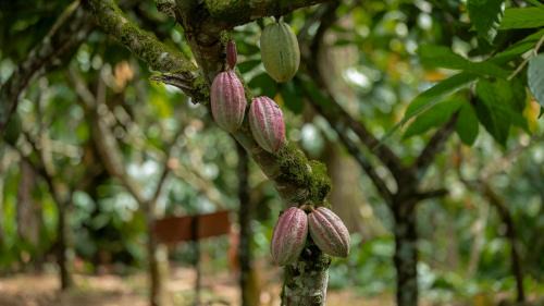 El Tanque House | Eden Organic Farm & Bungalows