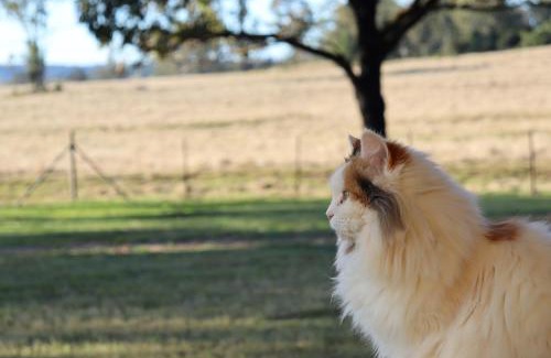Taabinga House | Edenvale Homestead