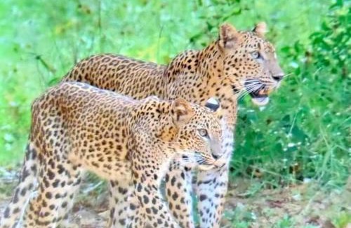 Sevanagala House | Elephant Safari Lodge