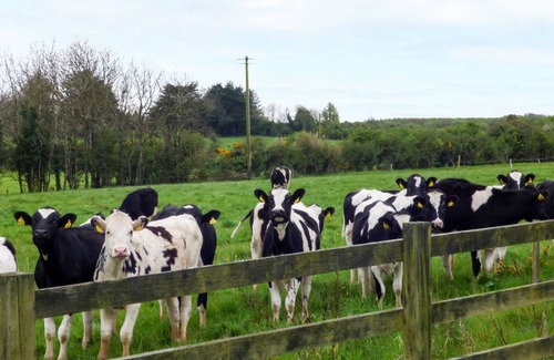 Wellingtonbridge Cottage | ELROVE, pet friendly in Wellingtonbridge, County Wexford