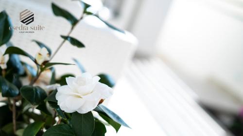 Avola House | Esedra Suite