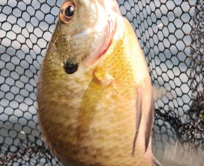 Greater Napanee House | Fabulous Fishing at Hay Bay Waterfront Cottage