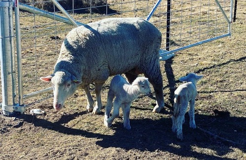 Hill Top Cabin | Family friendly farm retreat, only 10 mins from Jindabyne