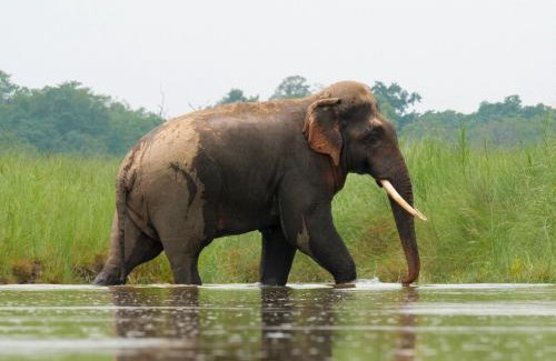 Bardia House | Family house - Bardia National Park