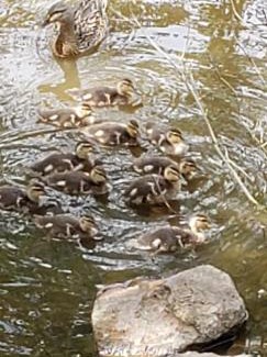 West Salem Villa | Family Reunion Waterfowl Retreat