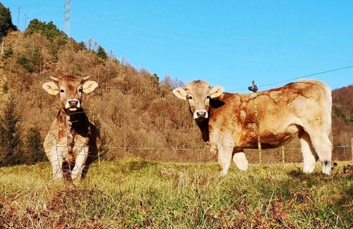Vallfogona Cottage | Fantastic rural house La Geneta in full nature