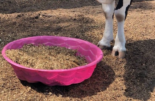 Putnam Hall Other | FARM Stay Luxury Animal Experience
