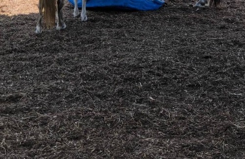Putnam Hall Other | FARM Stay Luxury Animal Experience