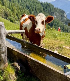 Buch in Tirol Apartment | Ferienwohnungen Hechenblaikner