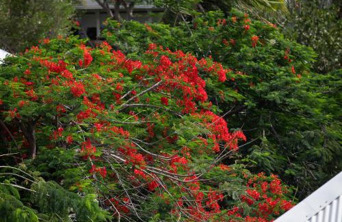 Marigot Apartment | Fraicheur Des Caraibes