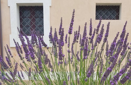 Monsano Apartment | Gelsomino apartment in country villa with pool in the heart of the Marche region