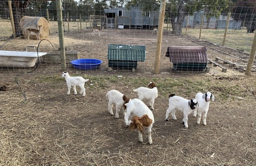 Violet Town Other | Glamping Tent in a farm with lots of pets