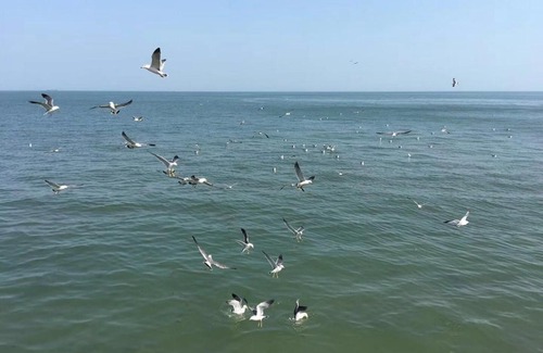 Zhifu Hotel | Golden Gulf Hotel Yantai