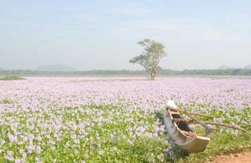 Debarawewa Resort | Green Lake View Yala Resort