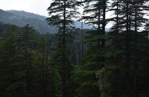 Khajjiar House | Green valley homestay
