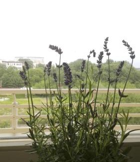 Pradnik Bialy Apartment | GreenApartament