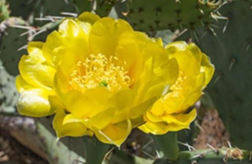 Tucson Apartment | Greens at Ventana Canyon #13105