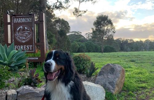 Forest Grove Resort | Harmony Forest Cottages & Lake side Lodge