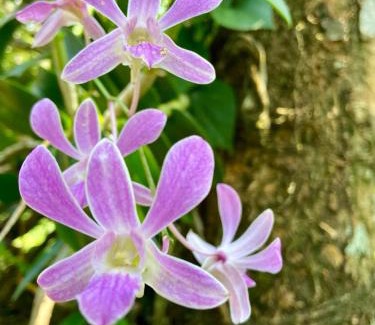 Kathaluwa House | Hello Homestay