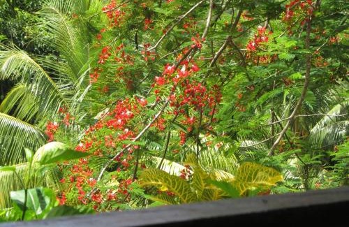 Marigot Hotel | Hibiscus Valley Inn