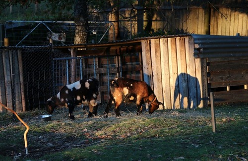 Penguin Cabin | Hideaway Farmlet in Penguin