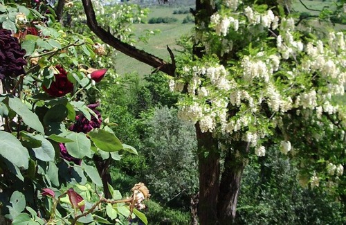 Scandicci House | Hilltop paradise cottage, a stone's throw from Florence !
