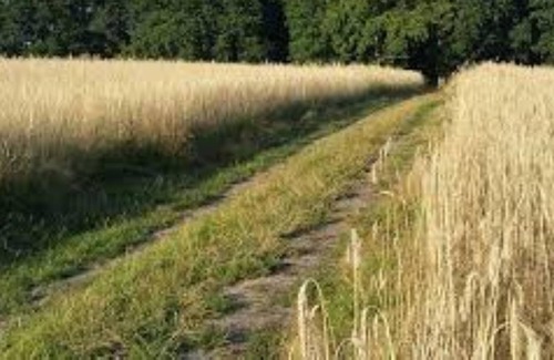 Municipality of Dalfsen House | Holiday home Heeresteeg in Nieuwleusen with garden