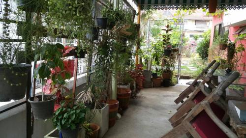 Pa Daet House | Hom Baan Chiang Mai