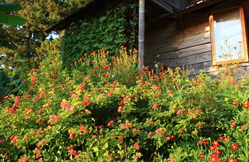 Chaisubani Cabin | Honey Dreams - Fairy house among the green hills