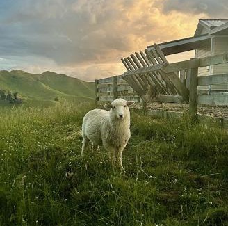 Rangitikei Bed & Breakfast | Hopwood Bed & Breakfast