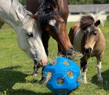 Villalet Apartment | Horse Cottage
