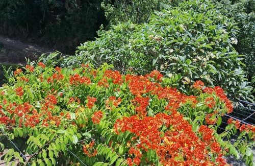 Ettampitiya Hotel | Hotel White Heaven
