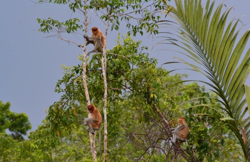 Kumai Boat Rental | Houseboat Kelotok Orangutan River Safari