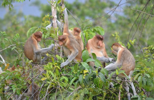 Kumai Boat Rental | Houseboat Kelotok Orangutan River Safari