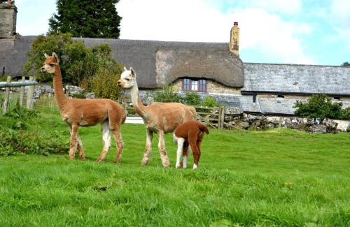 Heligan House | Idyllic Dartmoor Cottage